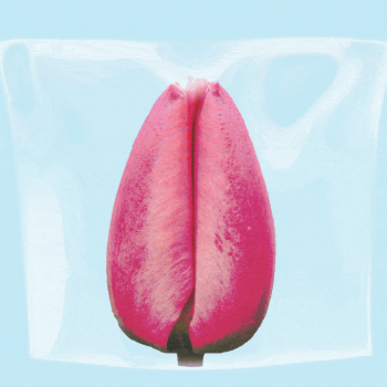 hymen1 Что такое «гимен»?