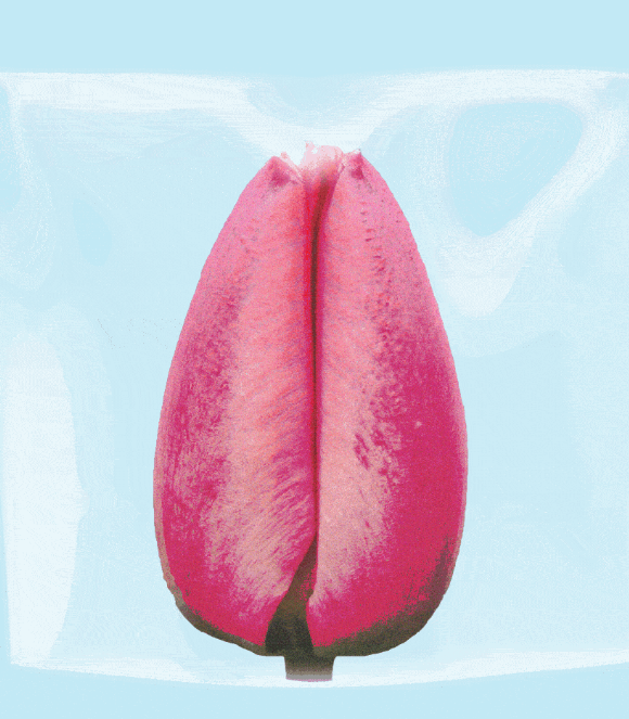 Что такое «гимен»?